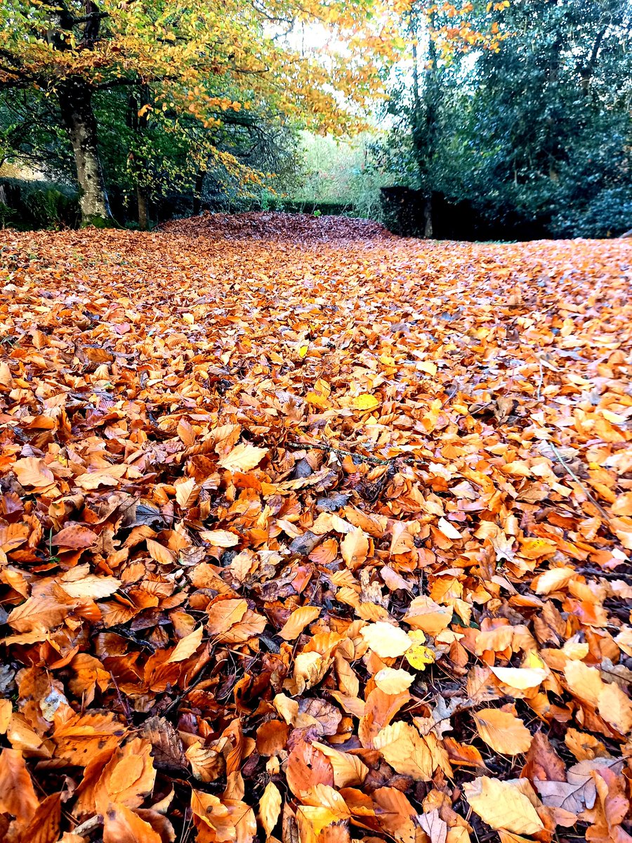 realellenoire's tweet image. #Rustle of auburn
Awakening me to
Autumn's siren call

 #enneadpoet #poetrycommunity #poetrytwitter