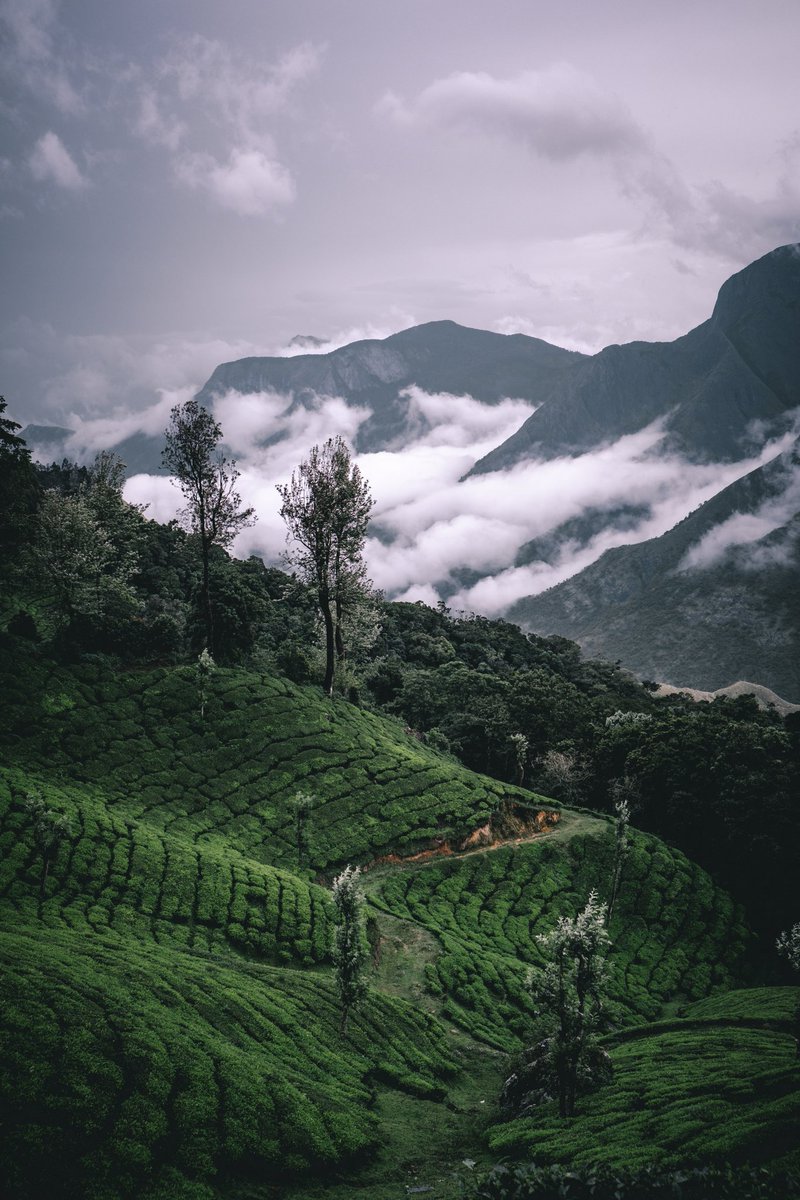 Menon_Vishnu_'s tweet photo. Your #Weekly dose of #photography  (Day 1)
#munnar https://t.co/7kSrYYbJYG