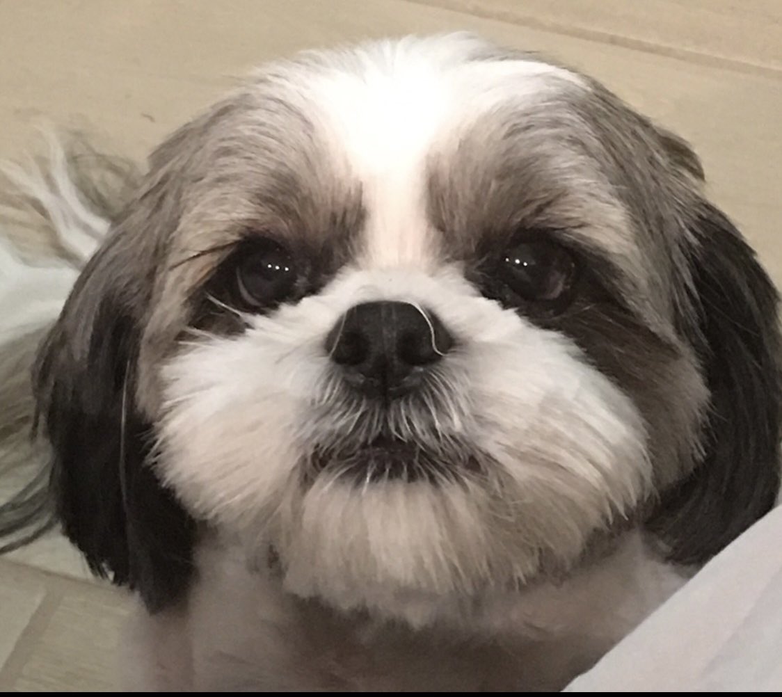 Diane Herst tweet media