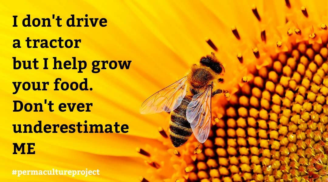 permacultureGB's tweet photo. Bees are more important than many realise!
#bees #Food #permacultureproject https://t.co/miNAQCbCbz