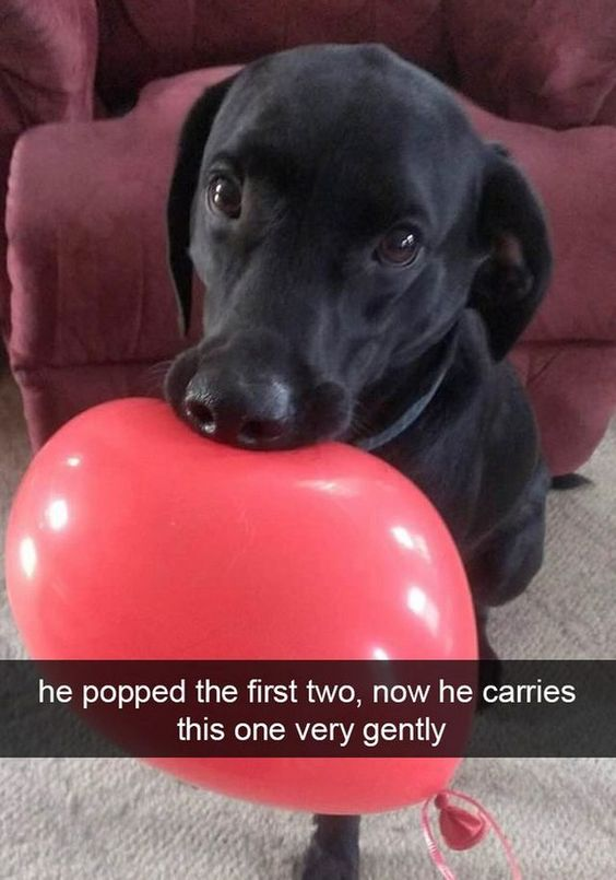 WholesomeMeme's tweet photo. https://t.co/HPLfDVf12g