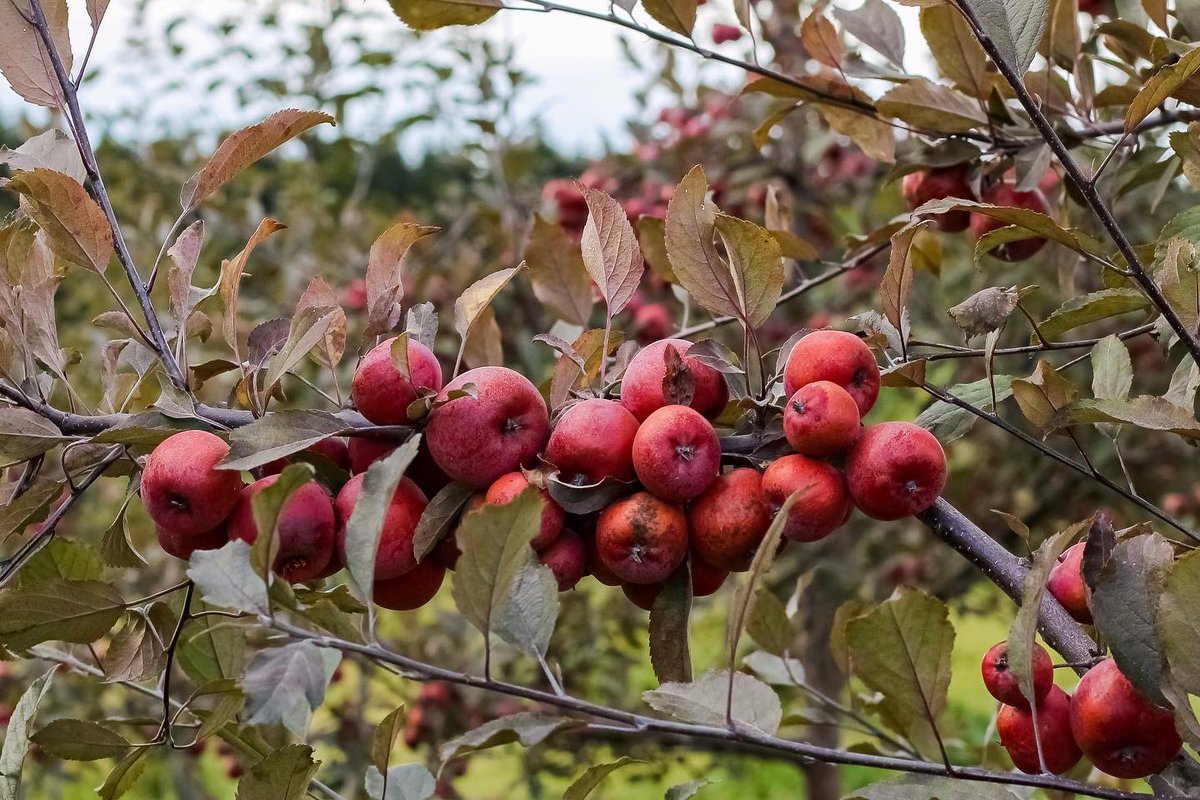 PlumeMr's tweet photo. Ābolu gads sidra darītavas dārzā bijis neparasts, ar aukstu pavasari, karstuma un aukstuma viļņiem, rekordu cienīgu karstumu augustā, bet vēsu septembri. Dažas šķirnes jutušās ļoti labi, par to prieks! https://t.co/1CmDW6Dqdj