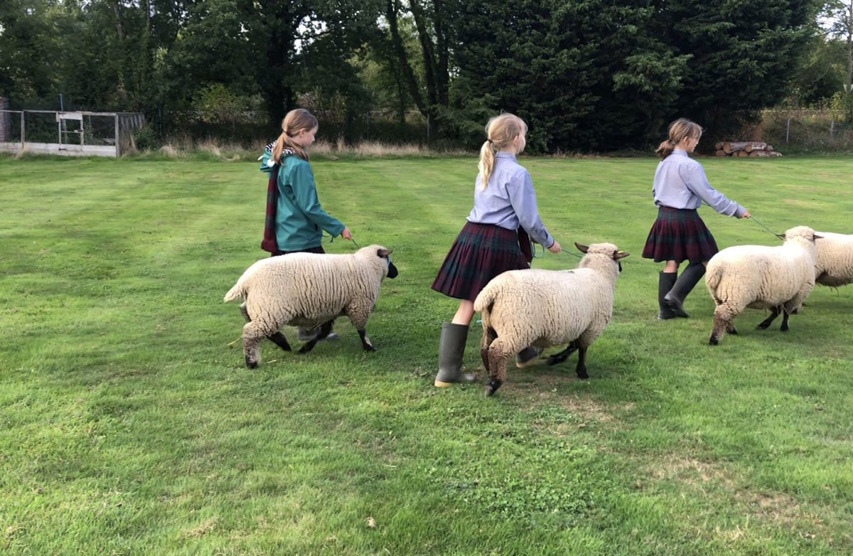 We had a lot of fun in farm club today, the children took the lambs for walking practice ready for the <a href="/TheElmsSchool/">The Elms School</a> Show on Friday 23rd September <a href="/HeritageShrop/">ShropshireSheep.org</a> 

 #Training #Practice #sheep #outdoor #learning