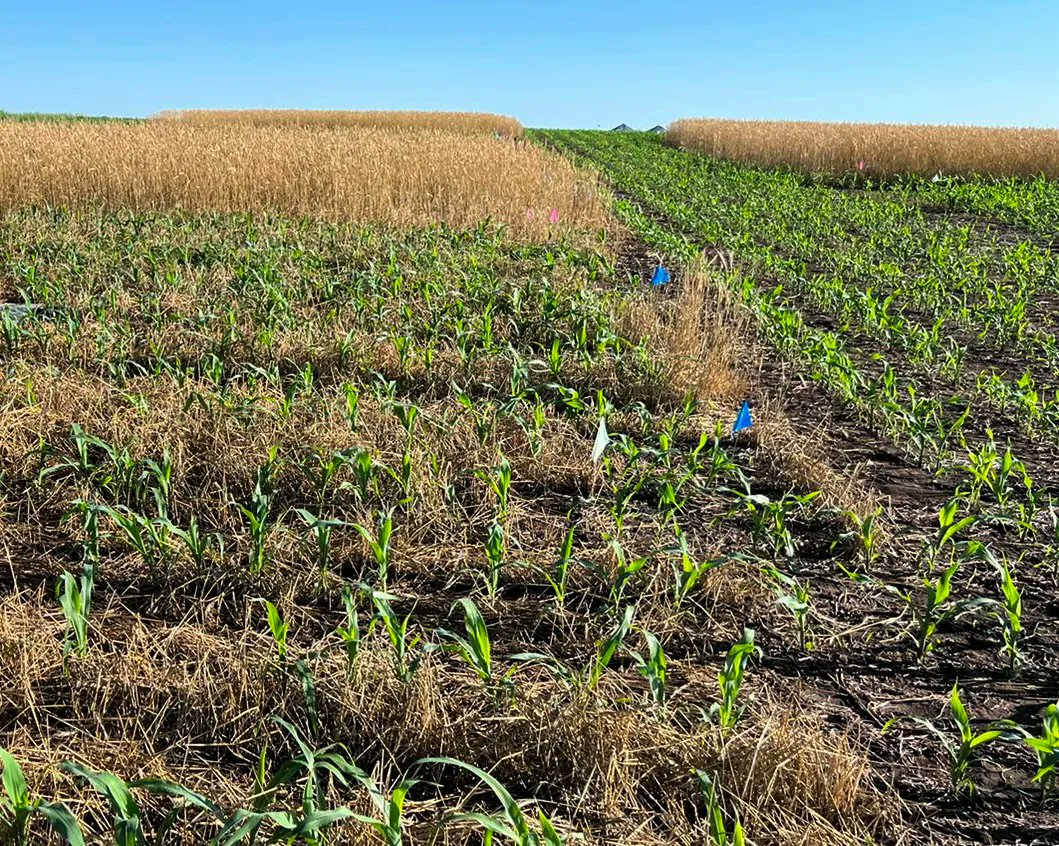 Nebraska CropWatch (@unl_cropwatch) on Twitter photo The Impact of #CoverCrop Species and Termination Time in Weed Suppression and #Corn Yield | First-year results of a study on weed suppression & yield results with regard to termination timing of #cerealrye and #hairyvetch. buff.ly/3qGI6Fs 🌱 #NebExt <a href="/andreabasche/">Dr. Andrea Basche</a> The Impact of #CoverCrop Species and Termination Time in Weed Suppression and #Corn Yield | First-year results of a study on weed suppression & yield results with regard to termination timing of #cerealrye and #hairyvetch. buff.ly/3qGI6Fs 🌱 #NebExt <a href="/andreabasche/">Dr. Andrea Basche</a>