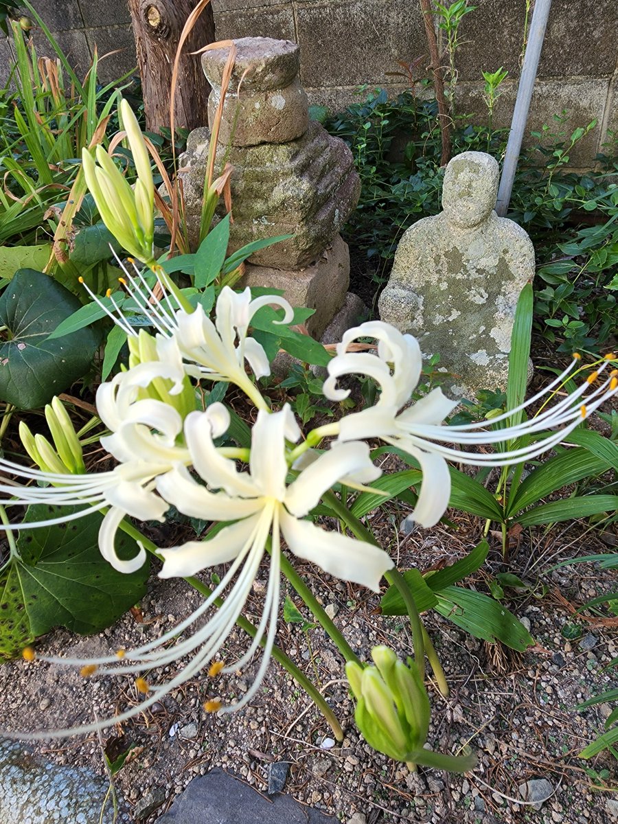 hyohyoan48's tweet photo. yuzurukumano
White higanbana~Lycoris radiata~bloomed again this year in a corner of our garden. I wonder if Jizo is happy too.我が家の庭の片隅に今年も咲いた白い彼岸花。地蔵も喜んでいるかな。#WorldSoloTravel #WorldTravelCamera #Lycorisradiata
#Japan #日本の秋 #白い彼岸花 https://t.co/9AxaDKSrru