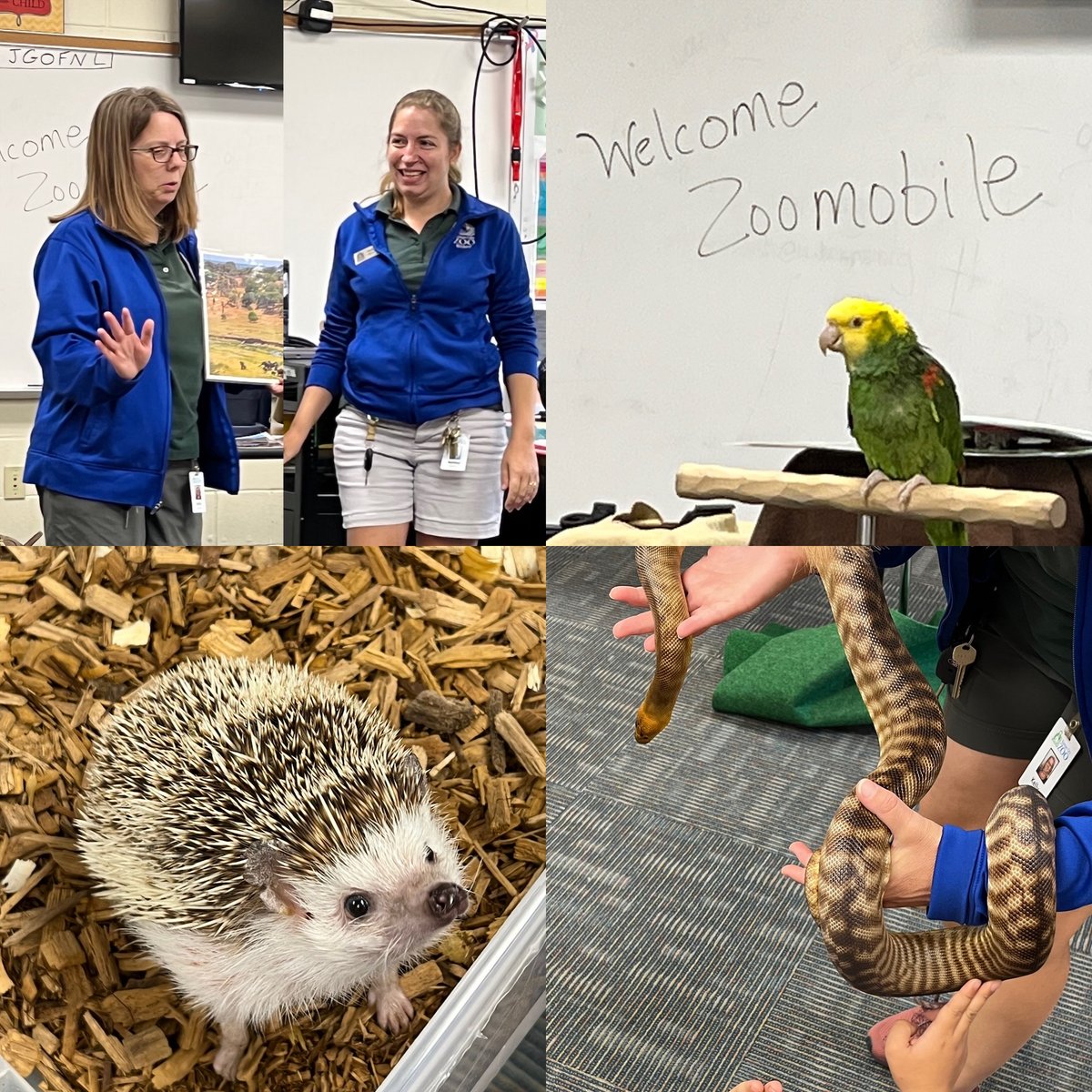 Thank you Kelly and Ashley from <a href="/KCZoomobile/">KC.Zoomobile</a> for visiting <a href="/KCKPS_FrWillard/">@KCKPS_FrancesWillard</a> 1st grade classes and teaching us about animal habitats and adaptation and showing us the African Pygmy Hedgehog, the Double Yellow Headed Amazon Parrot, and the Woma Python. We had a great time learning!