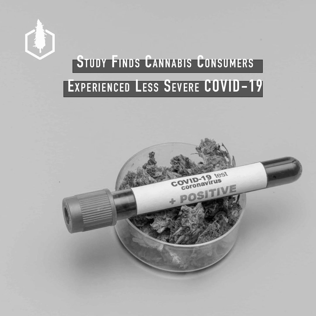 northernstnd's tweet photo. A study that analyzed the hospital patient records of cannabis consumers with COVID-19 reveals new evidence to show that consumers had improved clinical outcomes. Follow link to read more on the findings of the study. https://t.co/EIwvYf3qPa #peakexperience #northernstandard #420 https://t.co/54J92ILJJ5
