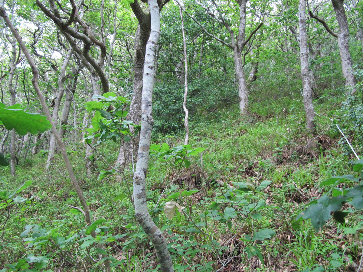 The National Parks and Wildlife Service is inviting tenders for removal of invasive species at the Glen of the Downs Nature Reserve. For details visit eTenders bit.ly/3eRGJB9