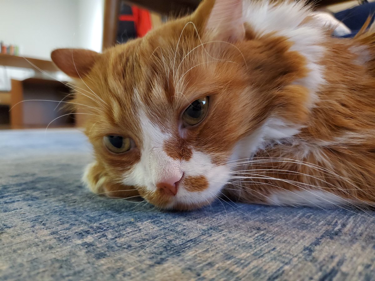 An orange and white cat is laying on a blue rug. He rests his head on his paw and is clearly plotting.