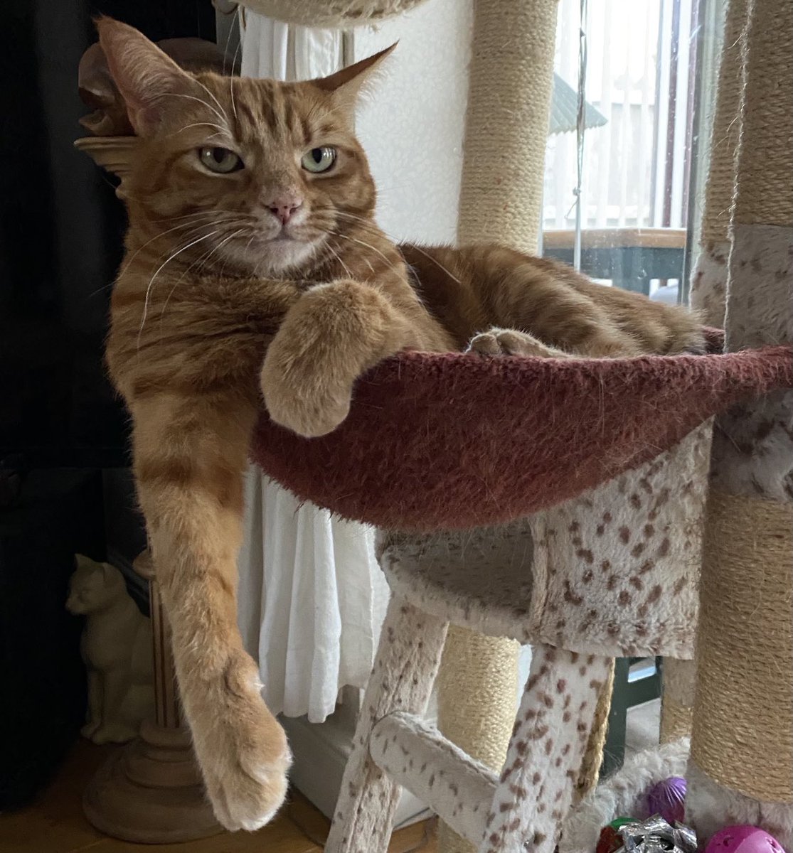 sarahmog's tweet photo. LilyMay #onelegout posing #CatsOfTwitter https://t.co/Mc5RaGW6BD