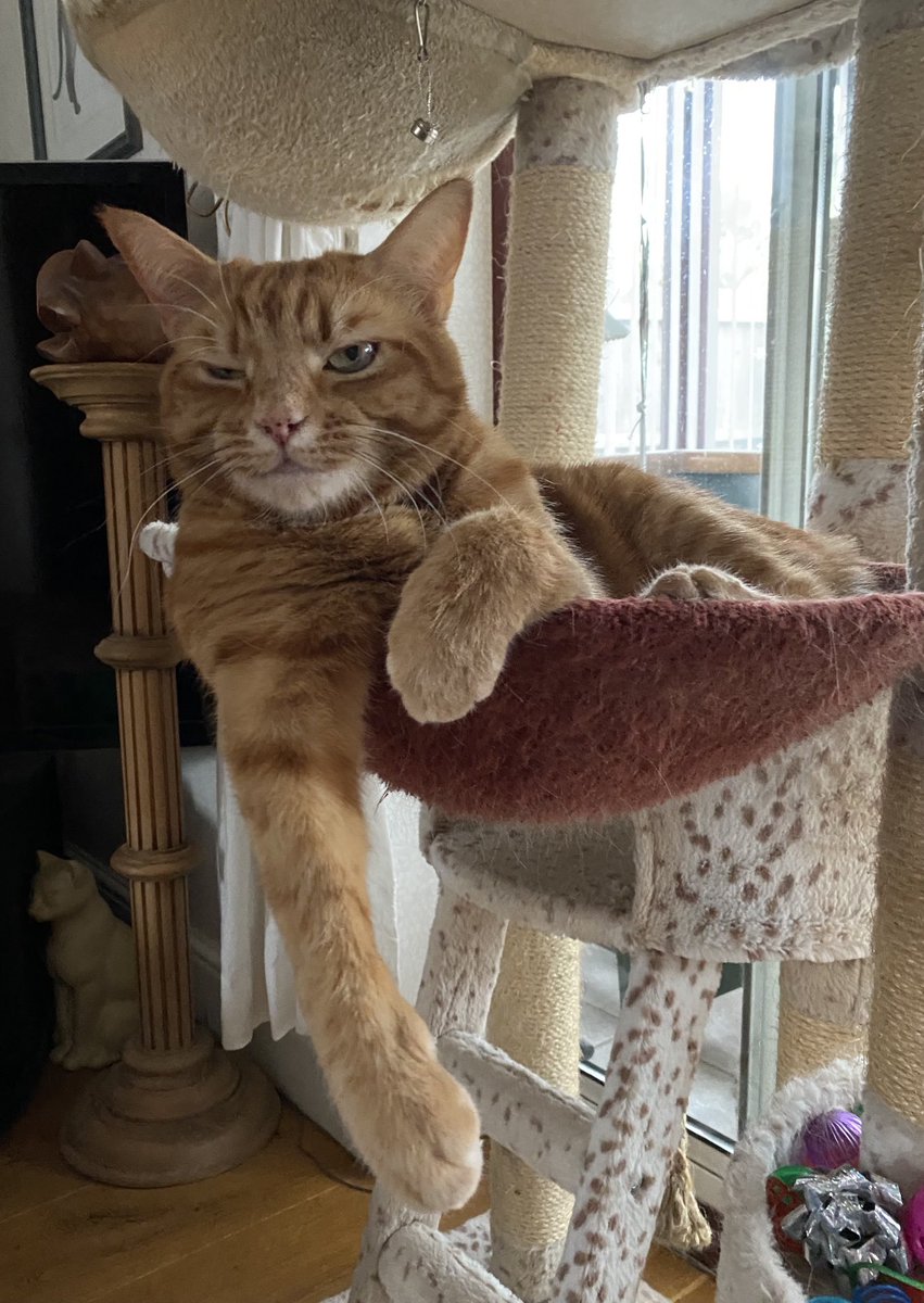 sarahmog's tweet photo. LilyMay #onelegout posing #CatsOfTwitter https://t.co/Mc5RaGW6BD