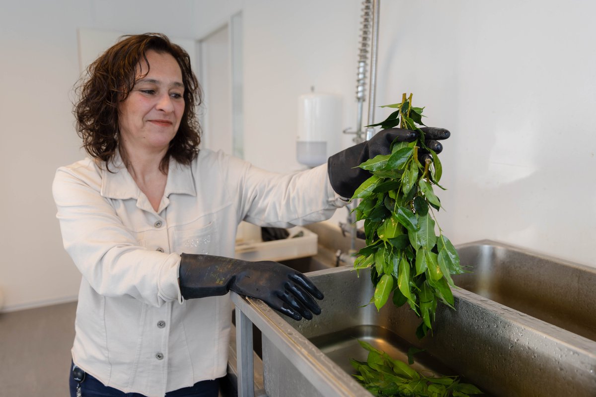 Het is belangrijk dat telers het gewas met regelmaat laten controleren. Analyses van gewasmonsters geven een scherp beeld van welke beestjes in welke aantallen in het gewas zitten. Hoe we dit aanpakken? Lees snel verder!

koppert.nl/nieuws-en-info…