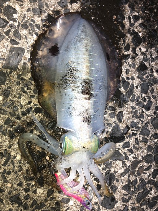 今日もイカチャレに来てます('・ω・`)v 