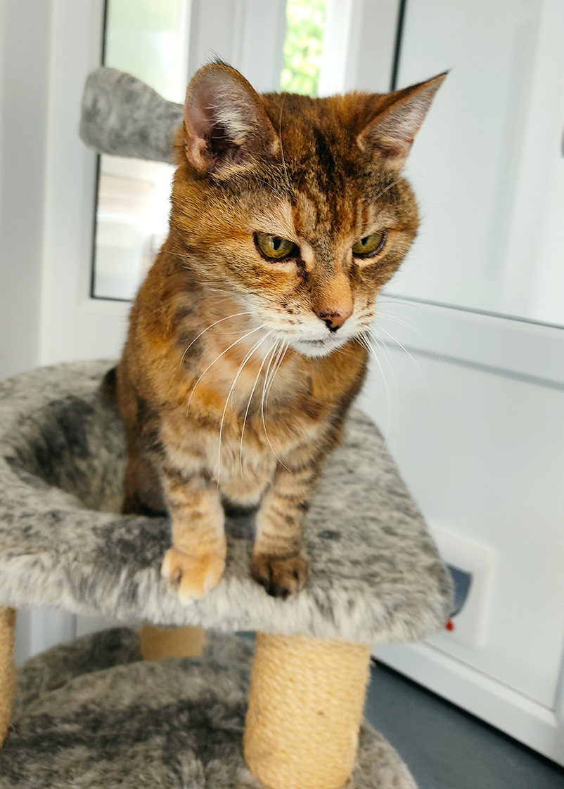 CatsProtection's tweet image. Jessica from @CatsWrexham is their longest stay #cat, having been in care for over six months. Jessica does have a few health problems but is a gentle soul who deserves a quiet, loving home. Read more on Jessica: bit.ly/WrexJessica #Wrexham 🐾