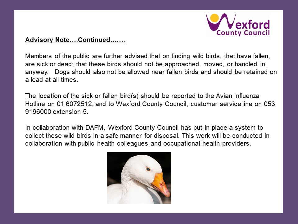 wexfordcoco's tweet photo. ADVISORY NOTE FOR ALL!!

High Incidence of Bird Mortality in Co. Wexford.

Please do not approach, move or handle in anyway.  

Report to Avian Influenza Hotline on 01 6072512 and to Wexford County Council on 053 9196000, extension 5.
Please retweet. https://t.co/kghTGOl2jl