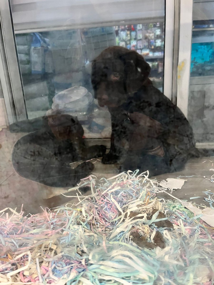 mfespin_'s tweet photo. Así tiene PET COQUETE de RIOCENTRO CEIBOS a estos perritos en vitrina, viviendo encerrados en condiciones horribles!!! No entiendo por qué siguen teniendo autorización para vender y tener animales de esa forma! https://t.co/0Tl5RadQiy