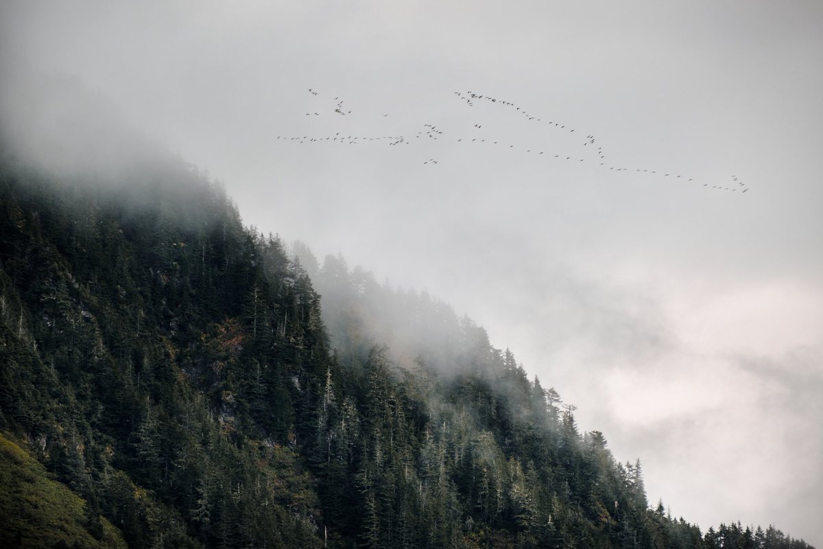 meatisburger's tweet photo. Flew into Eyak Territory (Cordova, Ak) yesterday. Blessed with a break from heavy rains. https://t.co/9cZA7MKk9m
