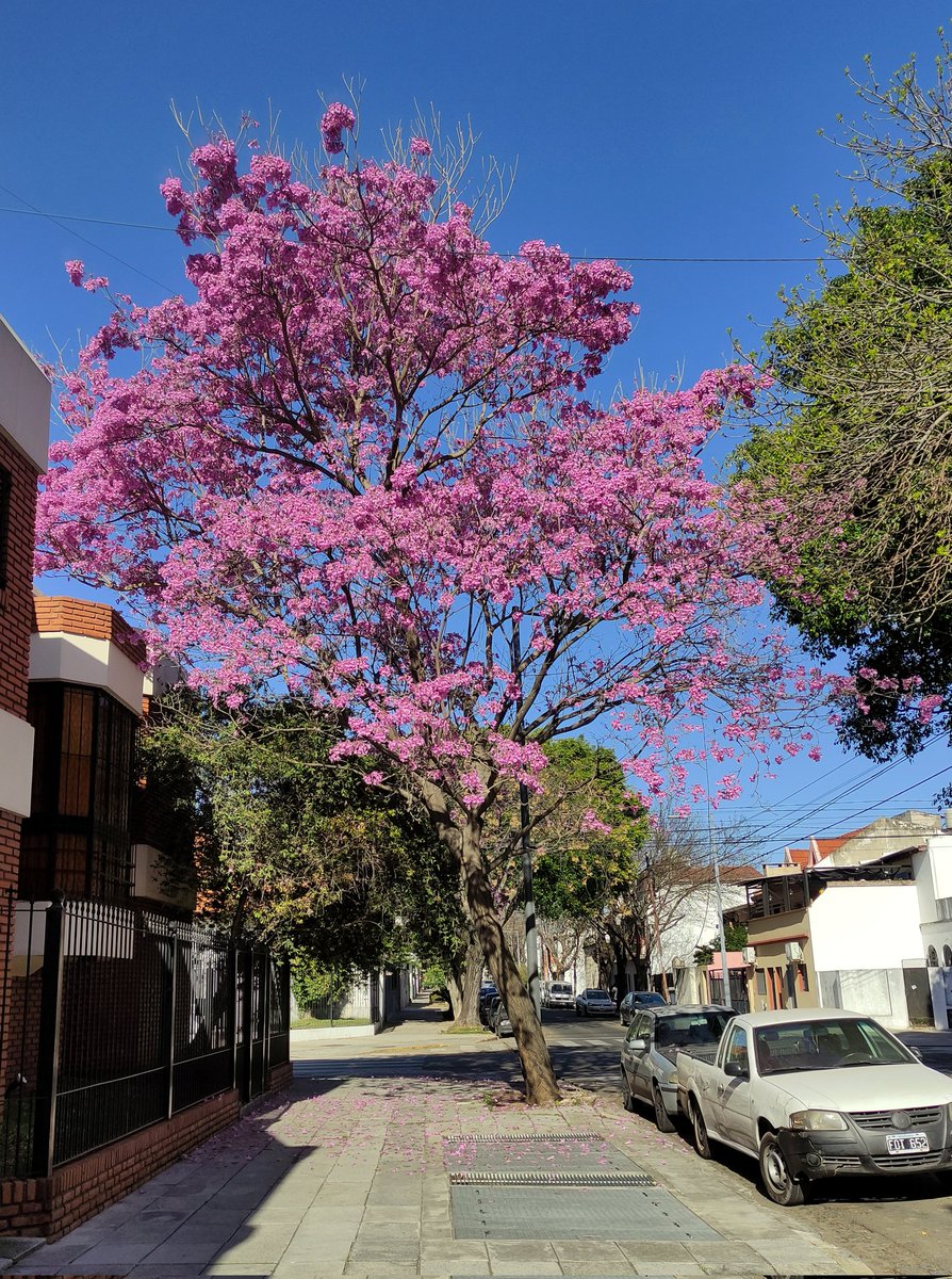 A veces uno se olvida lo bien que hace cruzarse con un lapacho