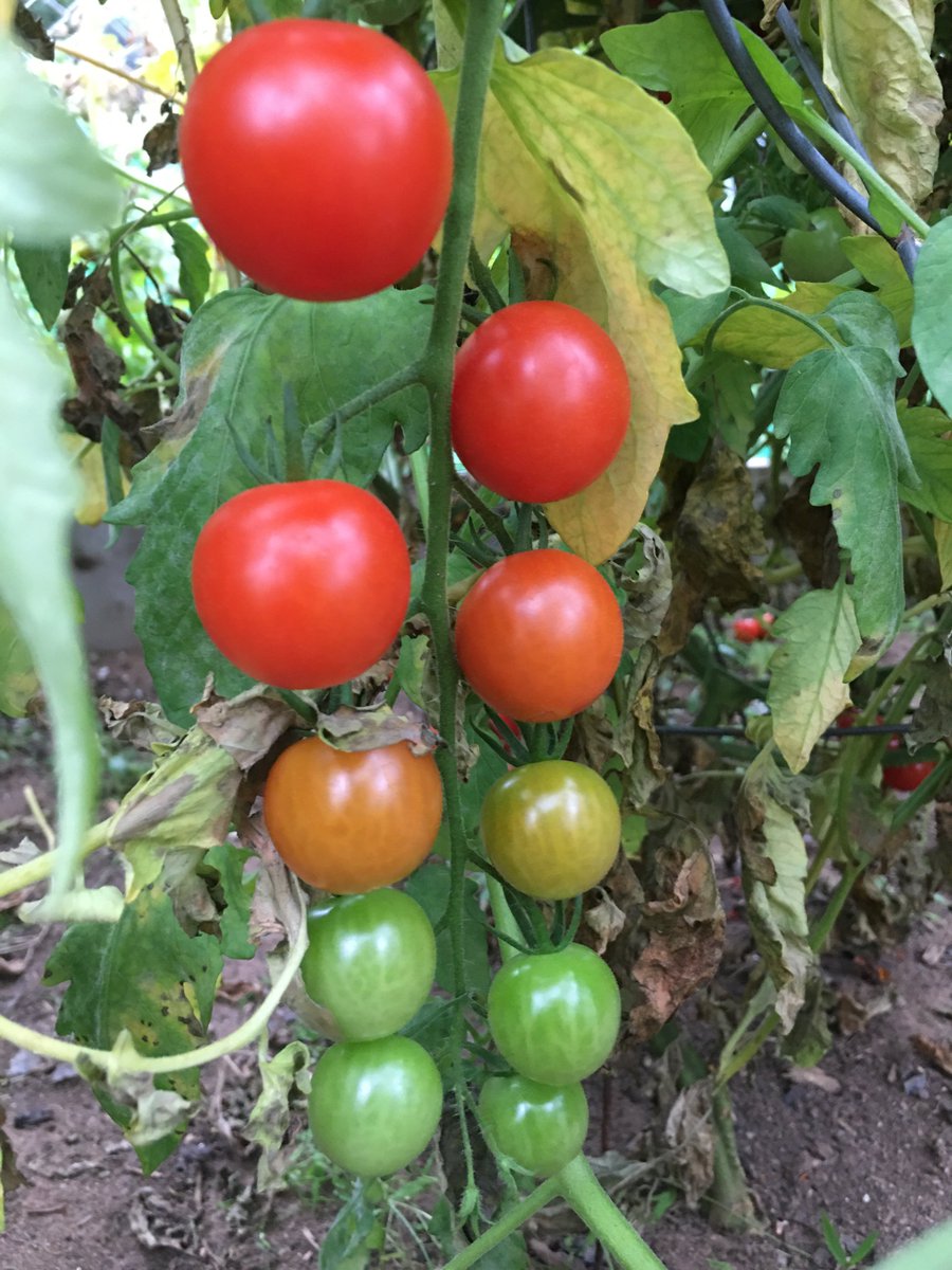 TakeActionGroup's tweet image. Thanks to the Students of @john_high Many Families and Food Banks are Appreciating the Tomatoes they started in their classrooms over the winter months 🍅