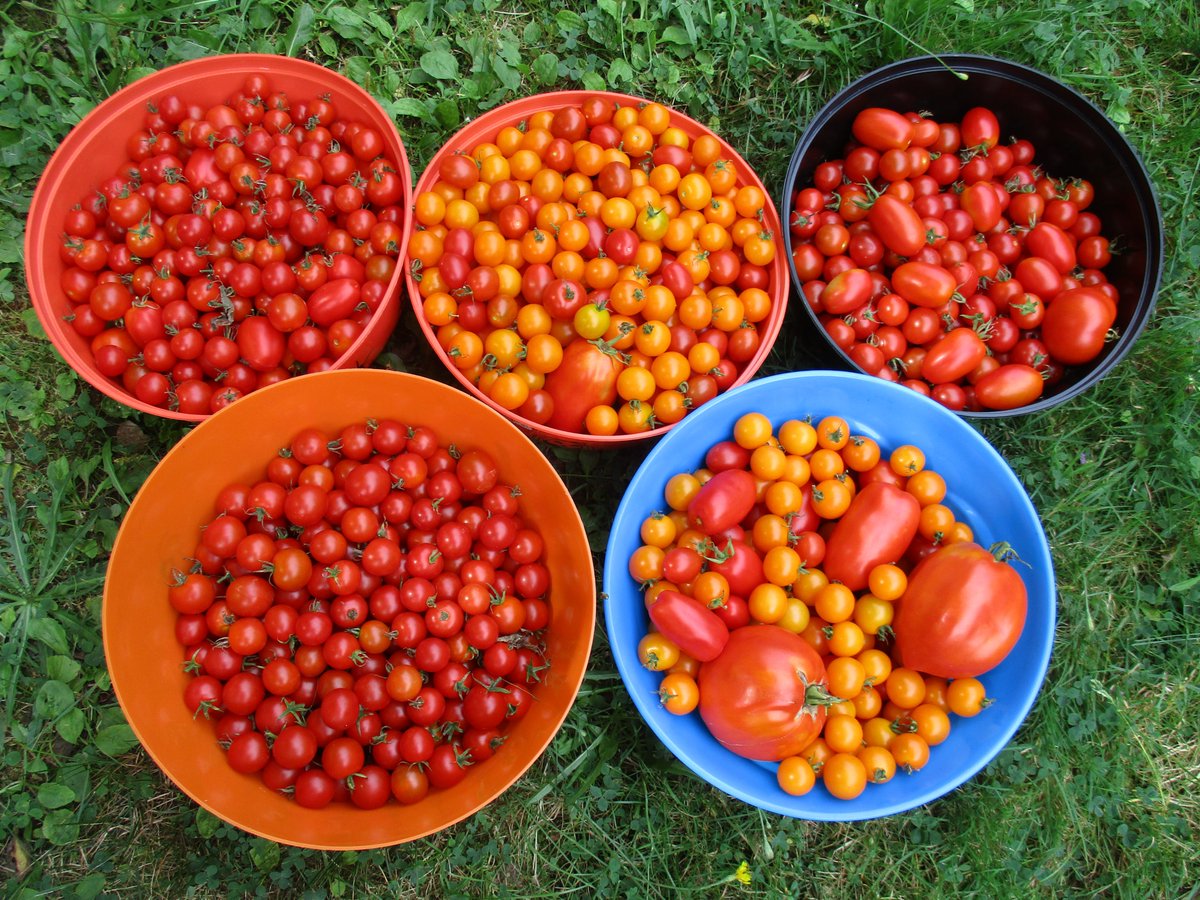 TakeActionGroup's tweet image. Thanks to the Students of @john_high Many Families and Food Banks are Appreciating the Tomatoes they started in their classrooms over the winter months 🍅
