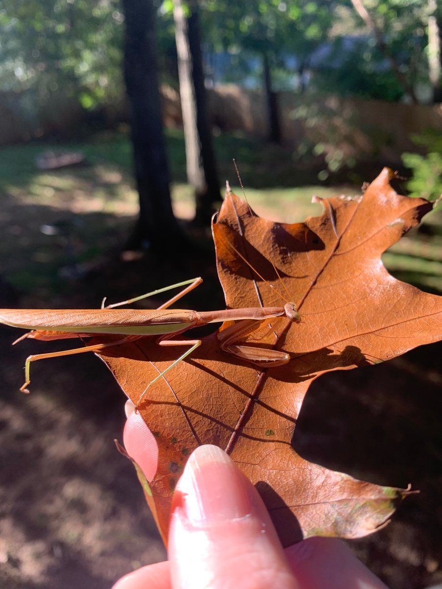 KiereKat's tweet photo. Just me and my mantis friend. https://t.co/oyexqoStAy