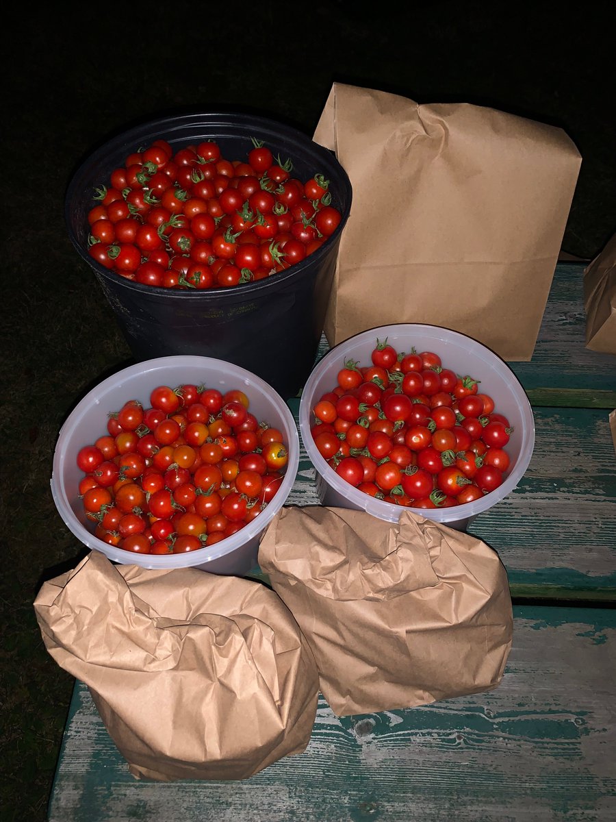 TakeActionGroup's tweet image. Thanks to the Students of @john_high Many Families and Food Banks are Appreciating the Tomatoes they started in their classrooms over the winter months 🍅