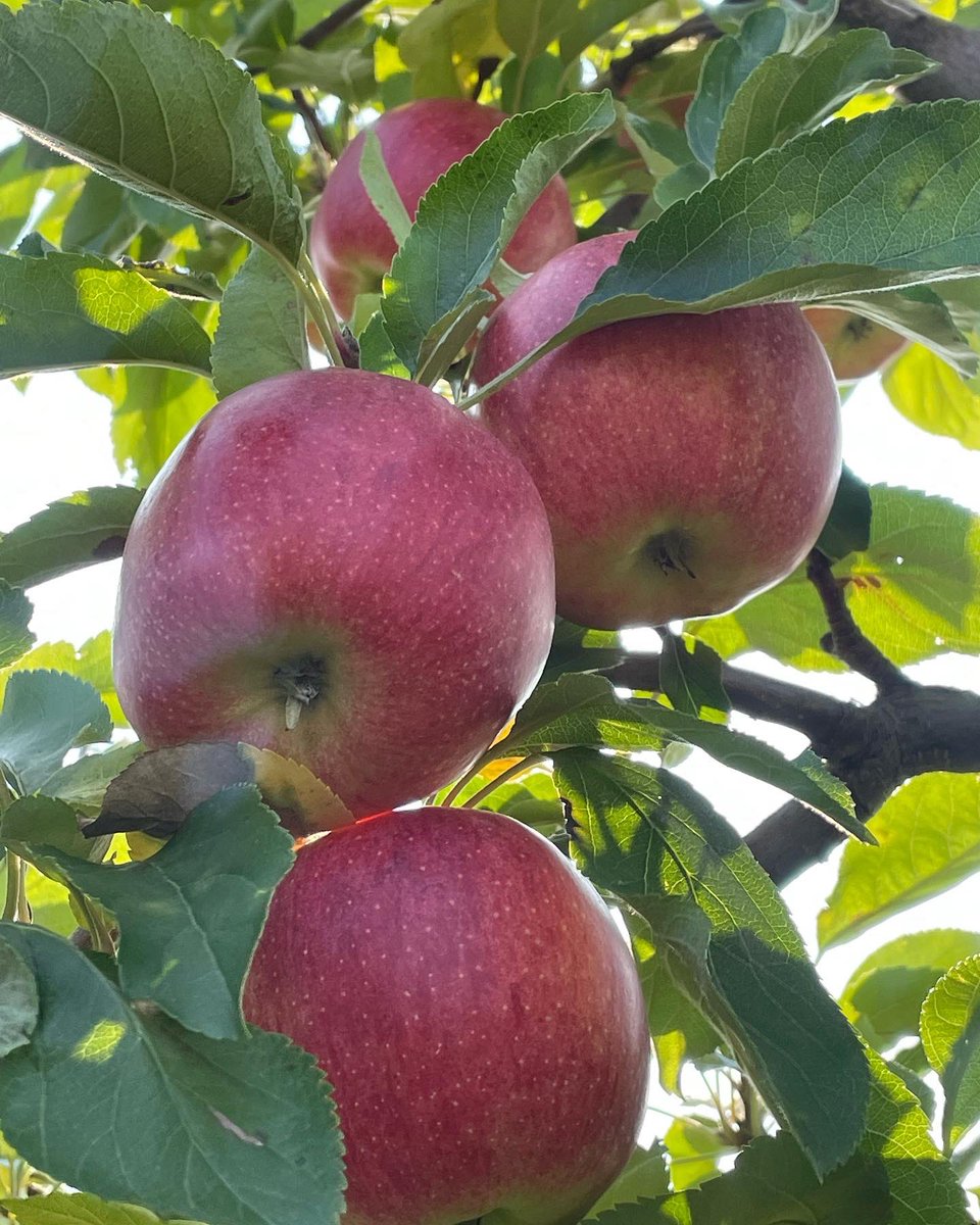 barideout's tweet photo. Apple Appreciation this morning! @ontarioapples #onappleaday https://t.co/1f3v4MgVQc