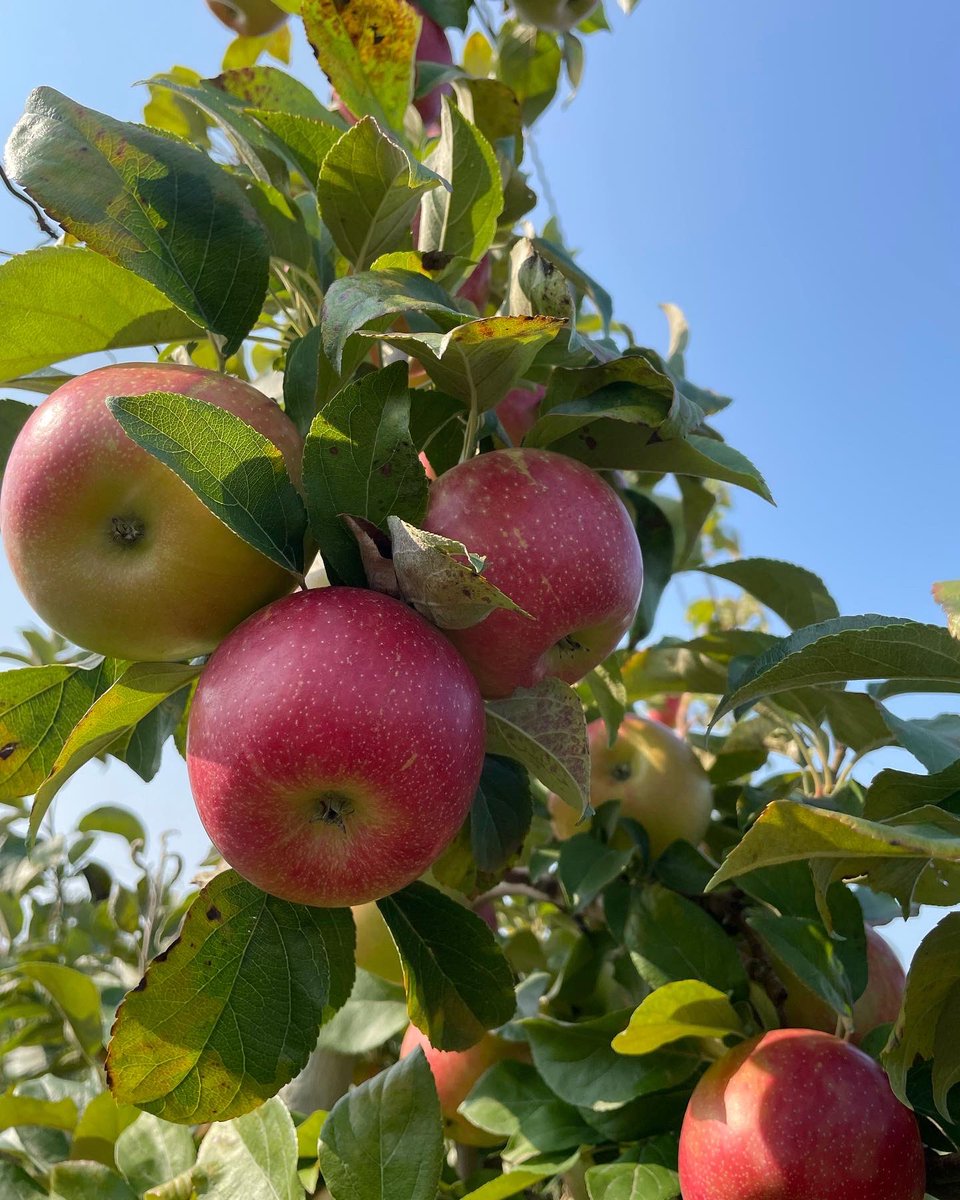 barideout's tweet photo. Apple Appreciation this morning! @ontarioapples #onappleaday https://t.co/1f3v4MgVQc