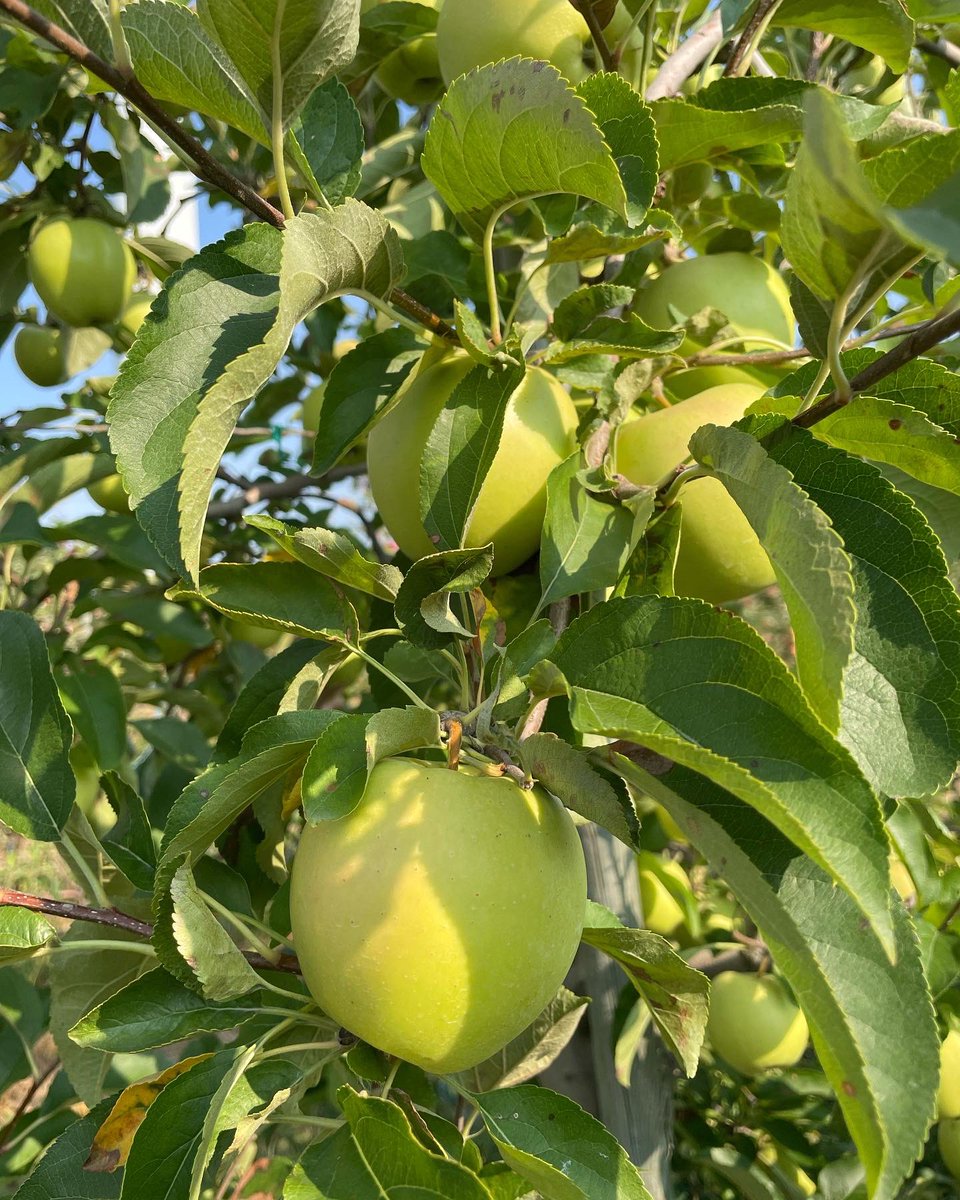 barideout's tweet photo. Apple Appreciation this morning! @ontarioapples #onappleaday https://t.co/1f3v4MgVQc