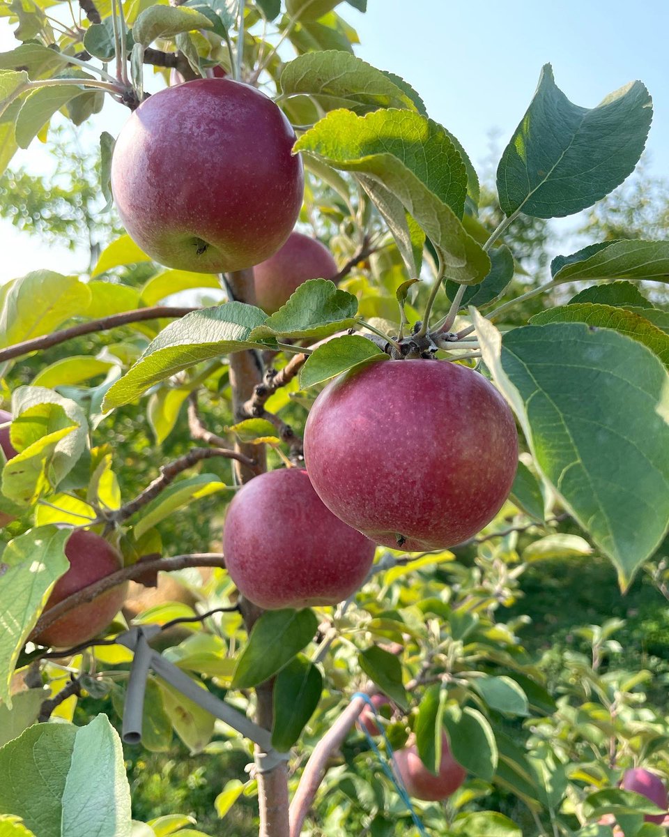 barideout's tweet photo. Apple Appreciation this morning! @ontarioapples #onappleaday https://t.co/1f3v4MgVQc