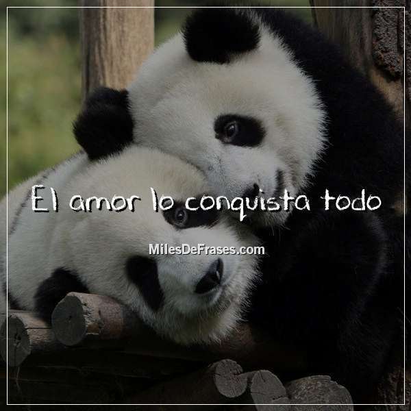 Frases_En_Foto's tweet photo. El amor lo conquista todo #frases #citas https://t.co/XgbuhBaWr3