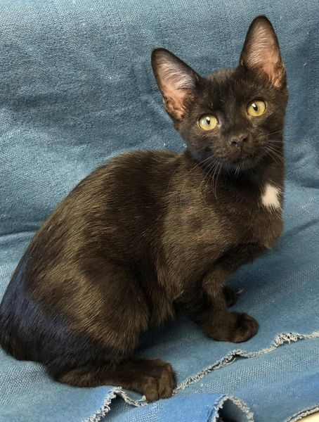 _tinypaws's tweet image. We have lots of kittens available now for adoption. Complete list is at Petfinder. You can fill out an adoption application at our website tinypawsok.org