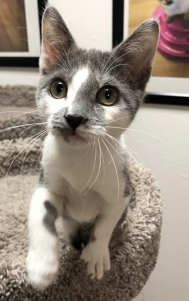 _tinypaws's tweet image. We have lots of kittens available now for adoption. Complete list is at Petfinder. You can fill out an adoption application at our website tinypawsok.org