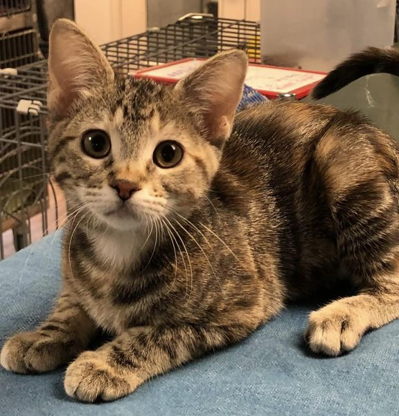 _tinypaws's tweet image. We have lots of kittens available now for adoption. Complete list is at Petfinder. You can fill out an adoption application at our website tinypawsok.org