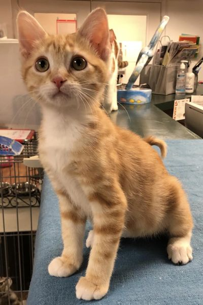 _tinypaws's tweet image. We have lots of kittens available now for adoption. Complete list is at Petfinder. You can fill out an adoption application at our website tinypawsok.org