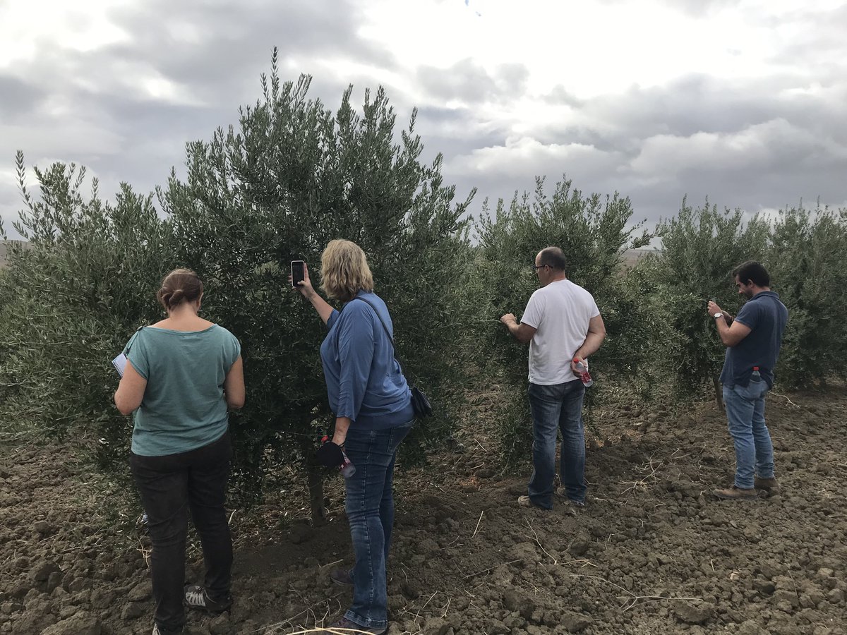 TodolivoOficial's tweet photo. Hoy hemos recibido en los campos de ensayo que forman parte de nuestro Programa de Mejora Varietal a los alumnos del #CSEO que organiza el @IfapaJunta . Una jornada muy fructífera donde los técnicos han podido conocer nuestras 72 nuevas variedades en riego y secano. https://t.co/N0rqvkiZqP