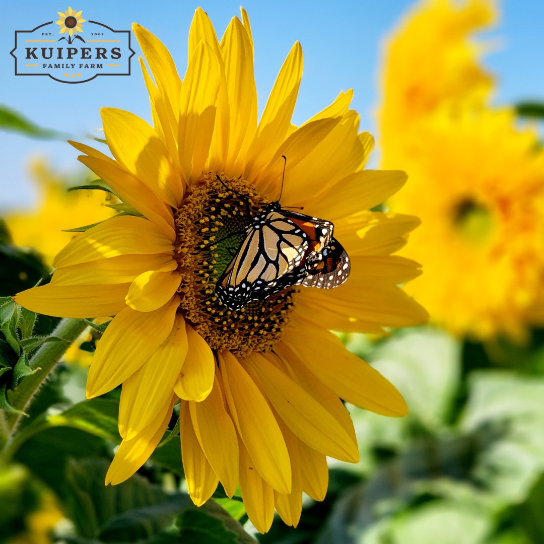 kuipersfarm's tweet photo. 🌻The Sunflower experience has been extended into this weekend! Come visit the this weekend before the attraction closes for the season!🌻 

Visit https://t.co/F08LfpdhLY to secure your tickets today! https://t.co/ZTMqnQdY0m