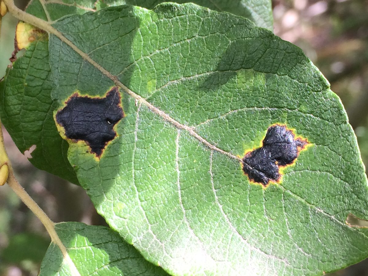 Pascal Frey @pascal-frey.bsky.social 🇺🇦 tweet media