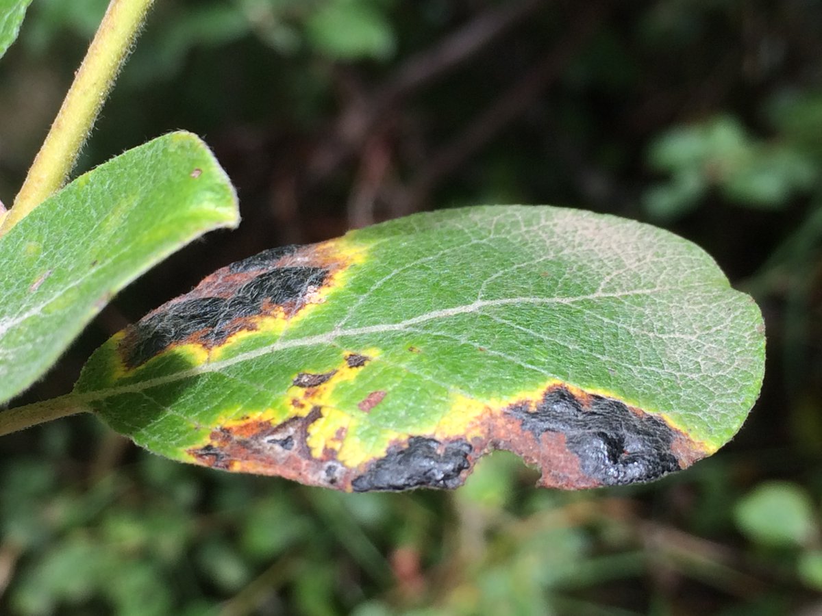 Pascal Frey @pascal-frey.bsky.social 🇺🇦 tweet media