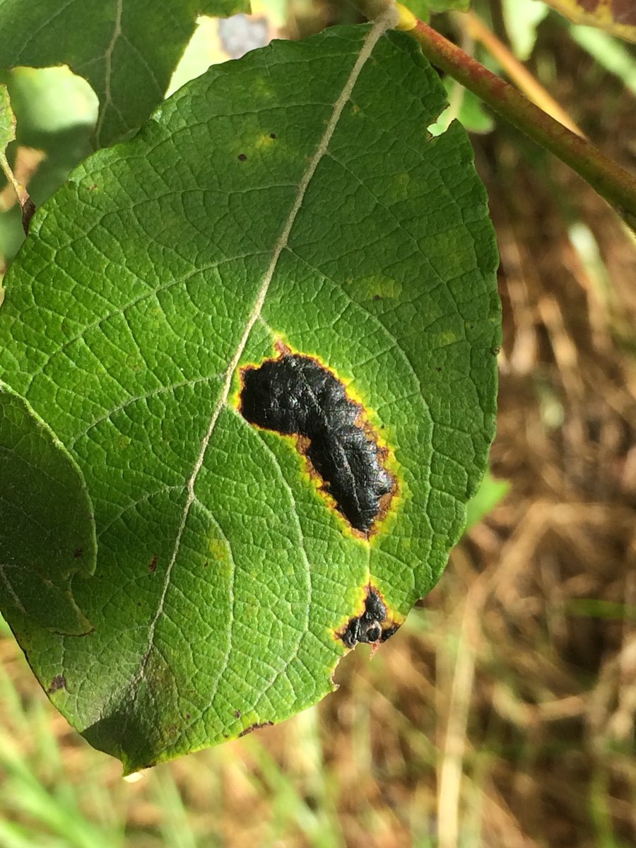 Pascal Frey @pascal-frey.bsky.social 🇺🇦 tweet media