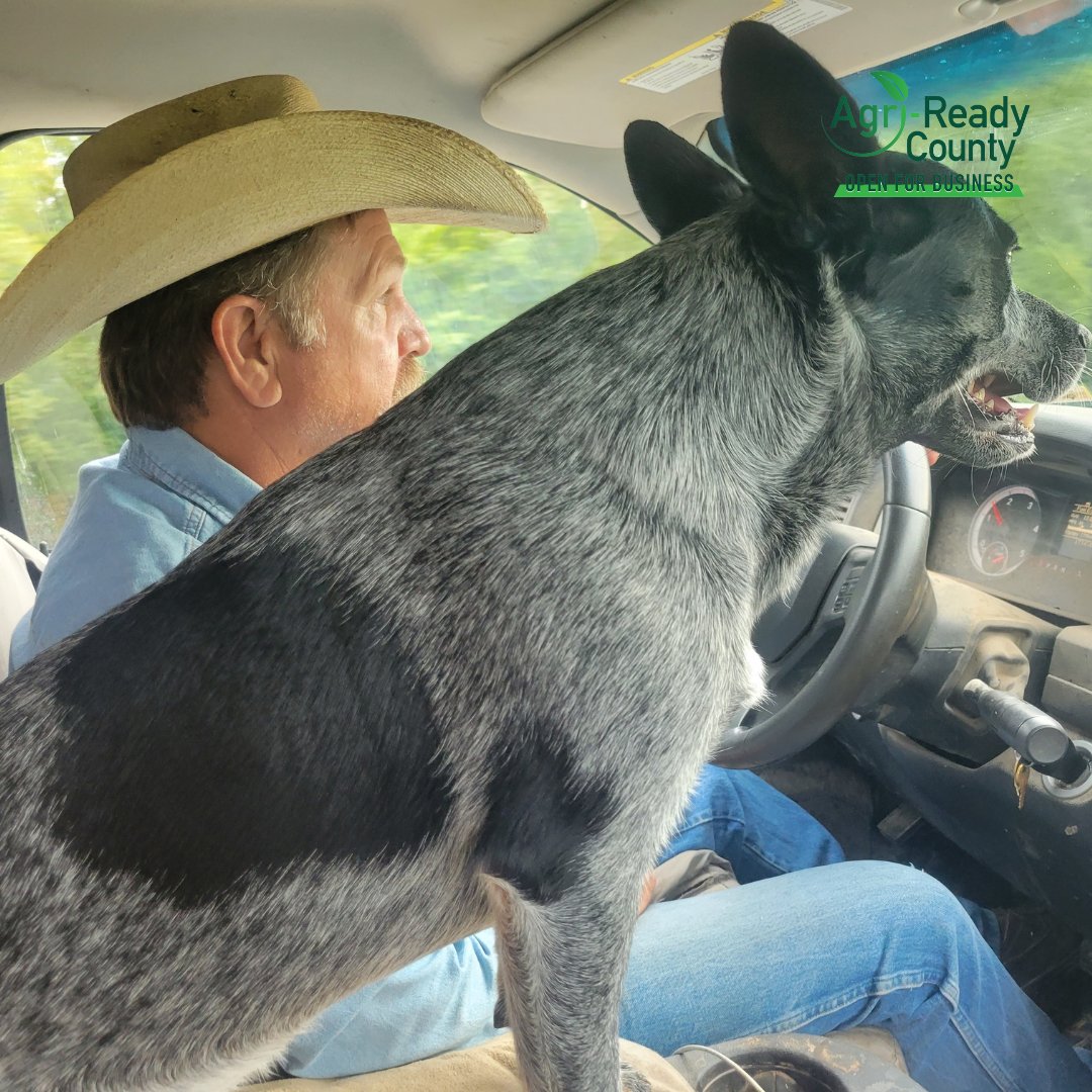 Cattleman Brad Chisum tends his beef herd in #AgriReady Webster County near Niangua. While Brad may not be known for public speaking, if you ask him, he will share a wealth of knowledge about the beef industry. 

Brad is #FuelingtheValueofExperience

#MoFarmersCare