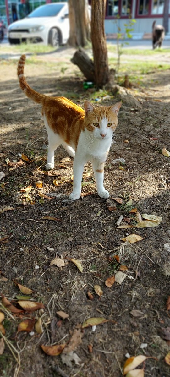 iucpatileri's tweet photo. Az çok demeden kampüs patilerimize mama bağışı yapar mısınız, hepsi yardımlarınızı dört gözle bekliyor. Sayenizde bugün de tok uyuyabilirler.
https://t.co/A0Rfw0y5TS https://t.co/IwjTBe2iw4
