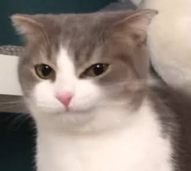 imTUNA'ᴸᵉᵐᵒⁿᵃᵈᵉ🍋🍋🟩 tweet media
