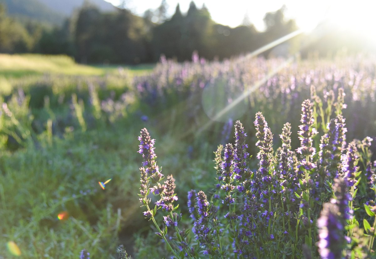 Herb Pharm tweet media