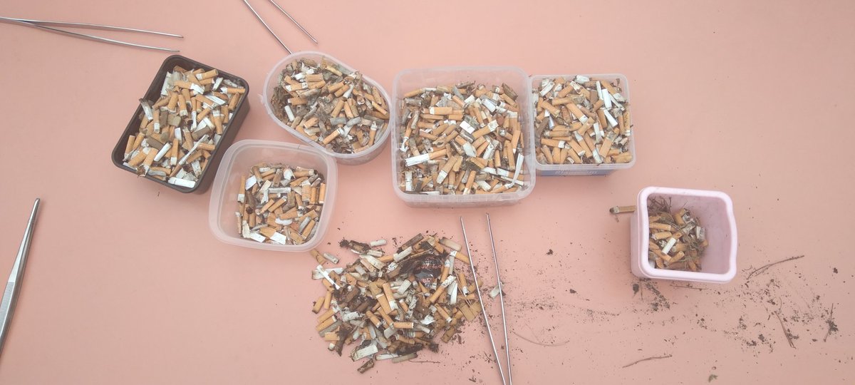 plasticvrij's tweet photo. 'Het @NLNatArchief ruimt op!' In het kader van @WorldCleanupDay raapten medewerkers  vanmiddag een halfuurtje vuil en peuken op het Anna van Burenplein in de @GemeenteDenHaag Niet te geloven: in een half uurtje raapten ze met 8 mensen ruim 3000 peuken!! #peukenmeisje #zerowaste https://t.co/o9Ev8Tdx6q