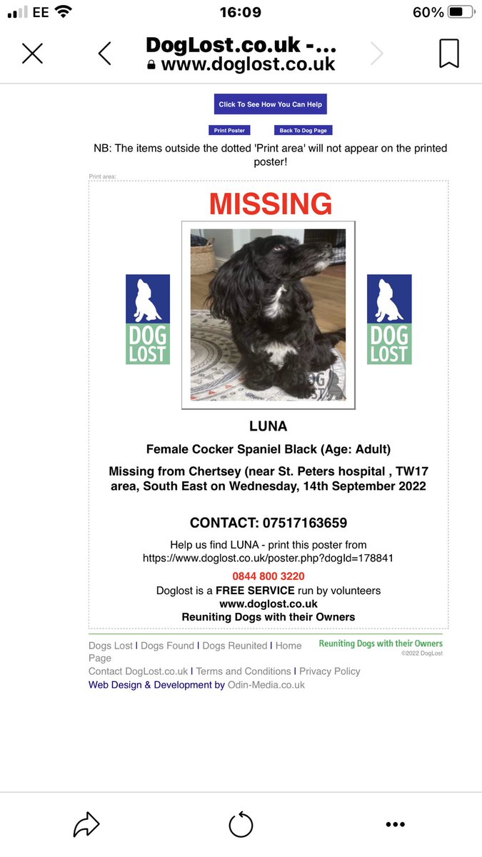 JacquiSaid's tweet photo. Please help find missing #Luna owners on holiday. #Chertsey #Surrey #Tw17 area . #Spaniel #DogsofTwitter @rosieDoc2 @MissingPetsGB @RachaelB100 https://t.co/ZeE3BB2DWC https://t.co/w4OyMvKhgN