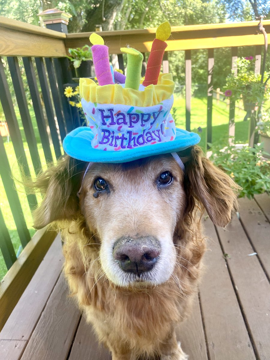 It’s MY BIRTHDAY TODAY!!  I am now 14 years old!  My dad says everyone loves me—even Pete and Sophie. He says God loves me too—although I’m not sure I’ve met him. Wanna come to my party??
—Ernie
#dog #DogsofTwittter #dogs #grc #dogcelebration #Goldenretrievers #HappyBirthday