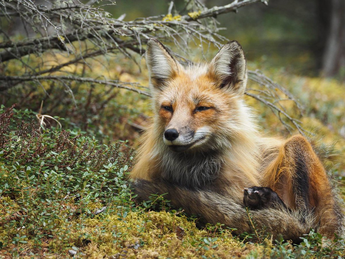 Sean Johnson-Bice (@sjohnsonbice) on Twitter photo What direct effects can predators have on trees?? An exciting new paper out from members of my lab show red foxes greatly enhance the growth of spruce trees around their dens through ecosystem engineering!
📸<a href="/ChloeOutdoor/">Chloé Warret Rodrigues</a>
doi.org/10.1002/ecs2.4… What direct effects can predators have on trees?? An exciting new paper out from members of my lab show red foxes greatly enhance the growth of spruce trees around their dens through ecosystem engineering!
📸<a href="/ChloeOutdoor/">Chloé Warret Rodrigues</a>
doi.org/10.1002/ecs2.4…