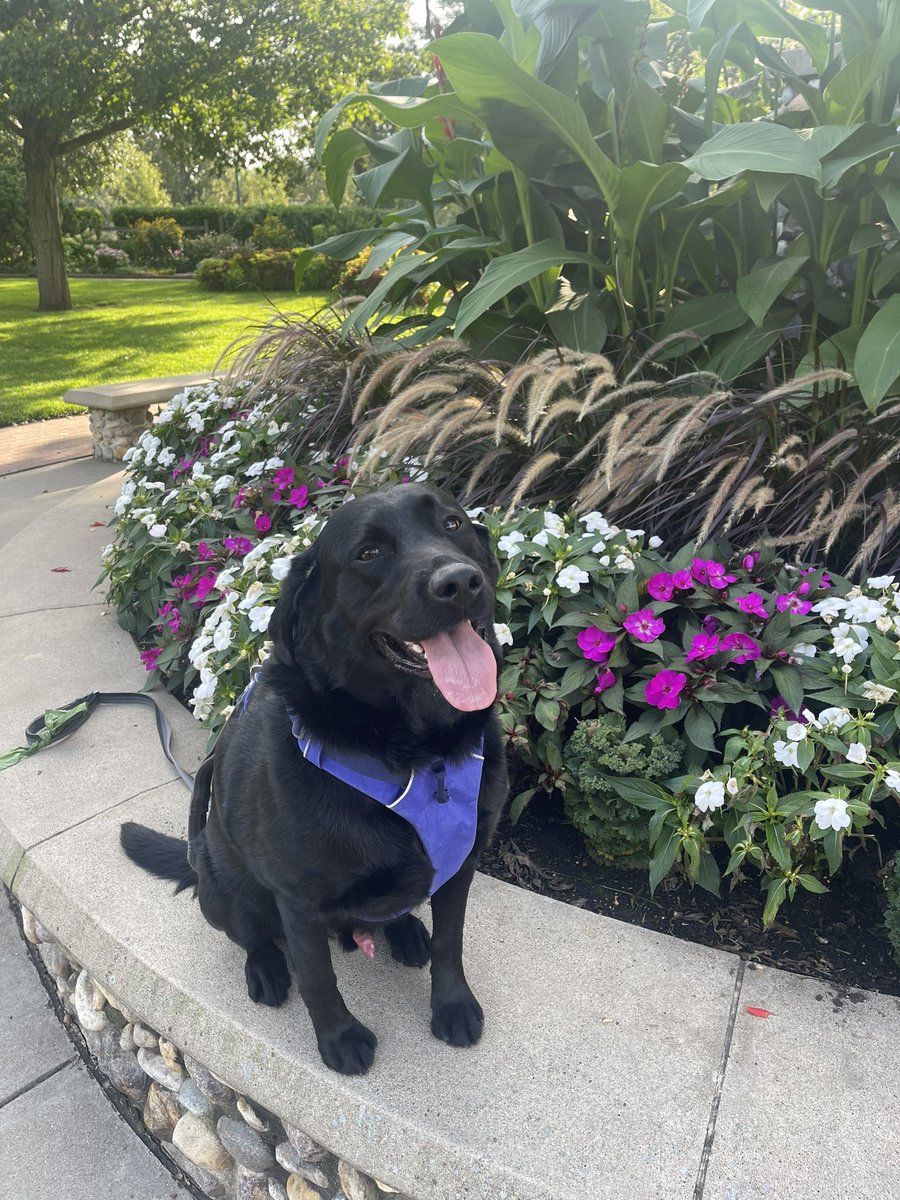 KimVanDenTop6's tweet photo. September Mornings🐾🍃🌸 https://t.co/TGlXhOSTz7