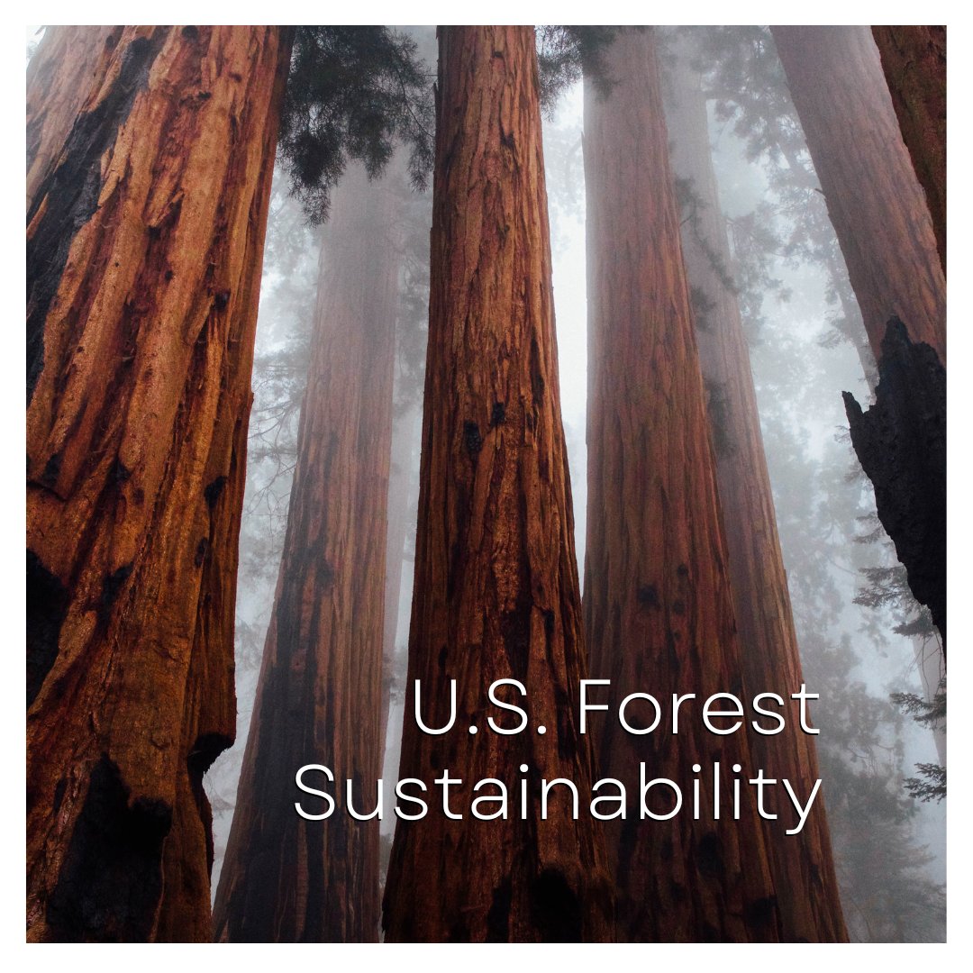 Did you know that every two minutes, U.S. forests grow 700 metres? And as trees grow, they absorb CO2 from the atmosphere and release oxygen back into the air. Softwood products store much of this carbon indefinitely. #sustainability #arboriculture #forestry #softwood #timber